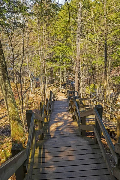 Escalier sur un sentier forestier — Photo