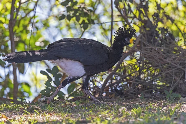 A Bare Faced Curassow Running in the Wetlands — Fotografie, imagine de stoc