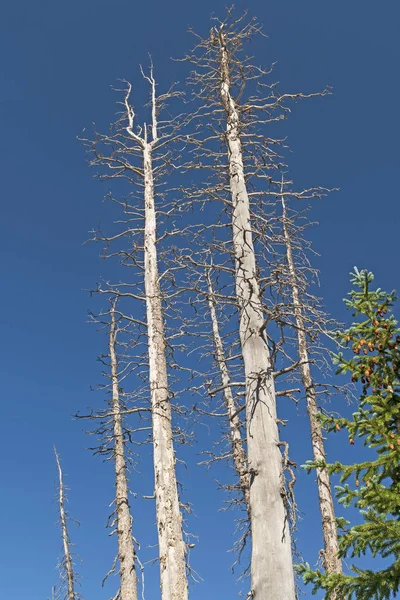 Árvores Spruce Mortas Contra um Céu Azul — Fotografia de Stock