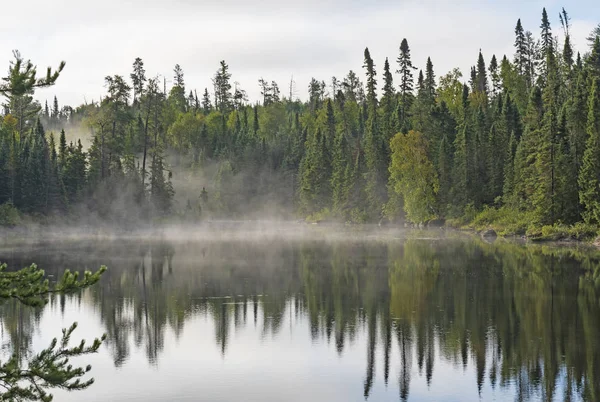 Niebla matutina en el bosque del norte — Foto de Stock