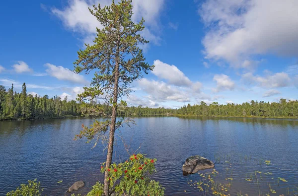 Zonnige dag in het bos Noord — Stockfoto