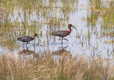 Bataklık Havuzunda Bir Ibis Çifti