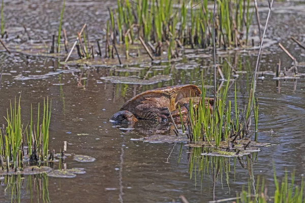 Large Snapping Turtle Wallowing in the Mud — Stock Photo, Image