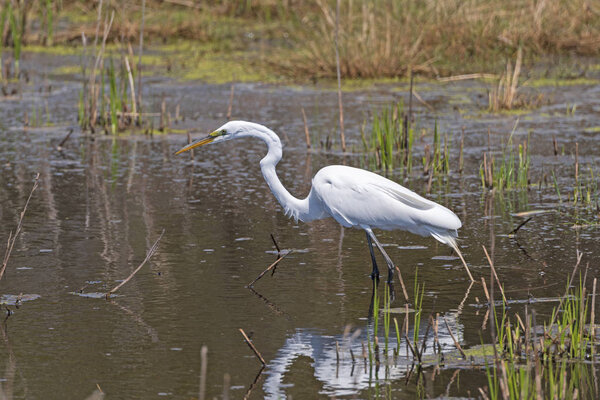 Great Egret Hunting in a Marshland