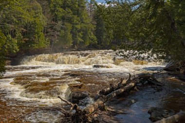 Ormanın Kükreyen Suları