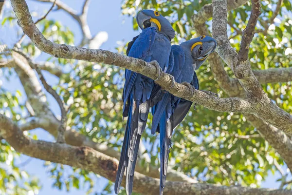 A Pair of Hyacinth Macaws in a Tree
