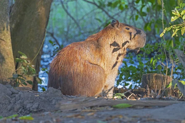 Gözlerden uzak bir nehir kıyısında Capybara — Stok fotoğraf
