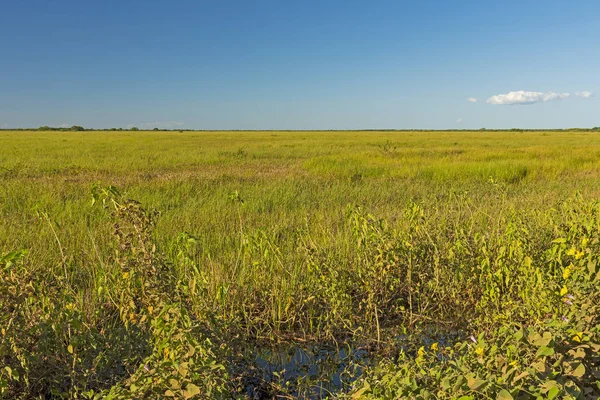 Uitkijkend over de graslanden van de Pantanal — Stockfoto