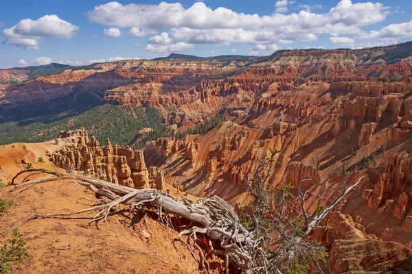 Spectaculaire Canyon derrière un Pin Bristlecone — Photo