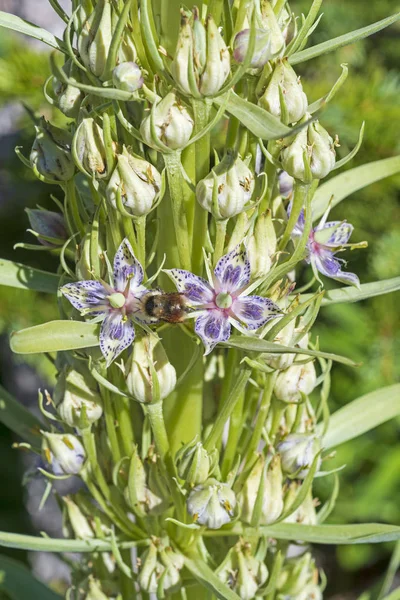 Busy Bee on Elkweed in the Mountains — Stock Photo, Image