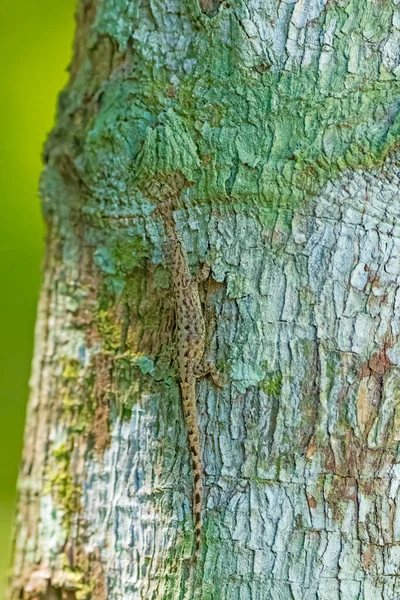 Jaszczurka Ukrywająca Się Drzewie Deszczowym Niedaleko Alta Floresta Brazylia — Zdjęcie stockowe