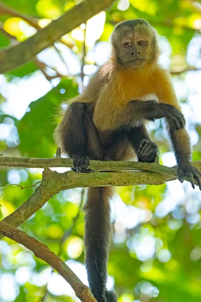 巴西阿尔塔弗洛雷斯塔附近树上的年轻卡普钦猴 — 图库照片
