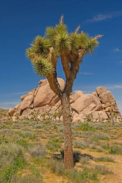 Joshua Tree Las Rocas Del Desierto Parque Nacional Joshua Tree —  Fotos de Stock