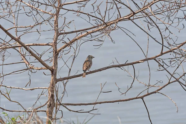 Vesper Sparrow Singing Einem Baum San Bernard Wildlife Refuge Texas — Stockfoto