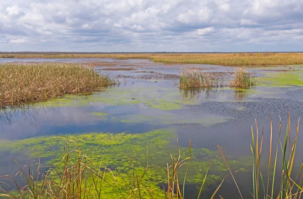 Klidný Den Mokřině Wolfweed San Bernard Wildlife Refuge Texasu — Stock fotografie