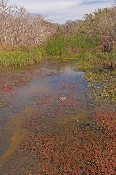 Różnorodne Siedlisko Cocklebur Slough San Bernard Wildlife Refuge Teksasie — Zdjęcie stockowe