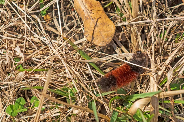 Woollybear Caterpillar Vagando Pela Grama Midewin National Tallgrass Prairie Wilmington — Fotografia de Stock