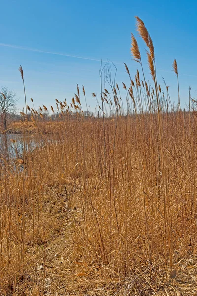 伊利诺伊州威明顿市的梅德温国家高草草原上的一个池塘边的高草草原 — 图库照片