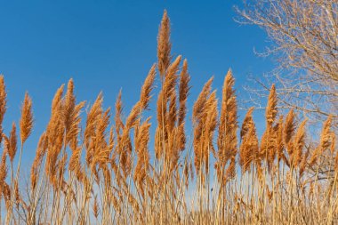 Prairie Grasses in the Sun in Midewin National Tallgrass Prairie in Wilmington, Illinois clipart