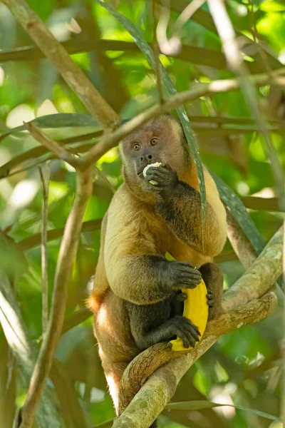 Mono Capuchino Comiendo Plátano Mientras Sostiene Otro Selva Amazónica Cerca —  Fotos de Stock