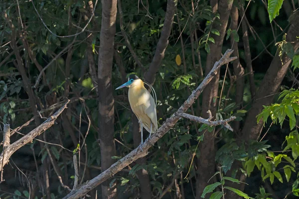 Capped Heron Στο Τροπικό Δάσος Του Αμαζονίου Κοντά Alta Floresta — Φωτογραφία Αρχείου
