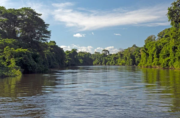 Árboles Tropicales Los Tele Pires Tropical Rainforest River Cerca Alta —  Fotos de Stock