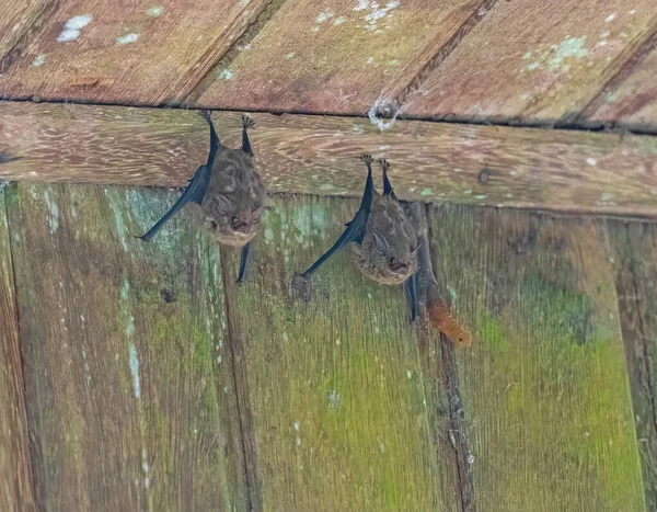 Proboscis Νυχτερίδες Αναπαύεται Ένα Κτίριο Eave Στο Cristalino Lodge Στη — Φωτογραφία Αρχείου