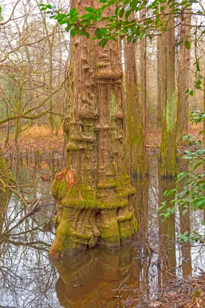 Tronc Cyprès Distinctif Dans Forêt Humide Big Thicket National Preserve — Photo