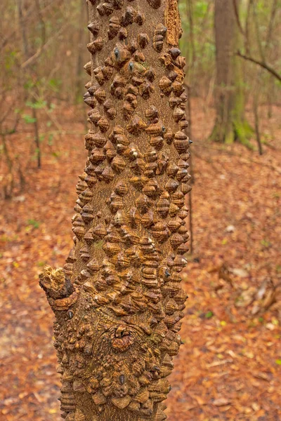 Hercules Club Tree Bark Forest Big Thicket National Preserve Texas — Stock Photo, Image