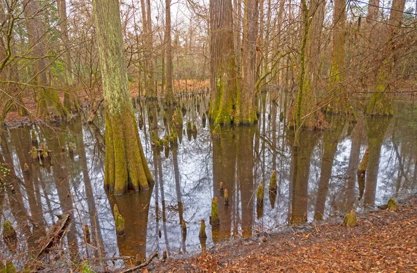 德克萨斯州大灌丛国家保护区硬木森林中的宁静湿地 — 图库照片
