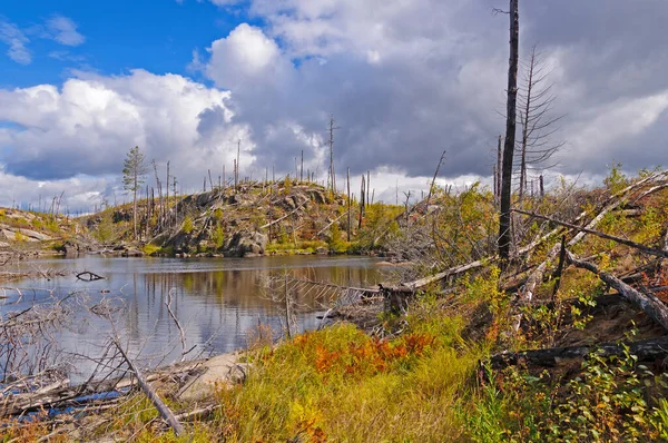 Gräs Som Växer Efter Skogsbrand Vid Gränsen Till Minnesota — Stockfoto