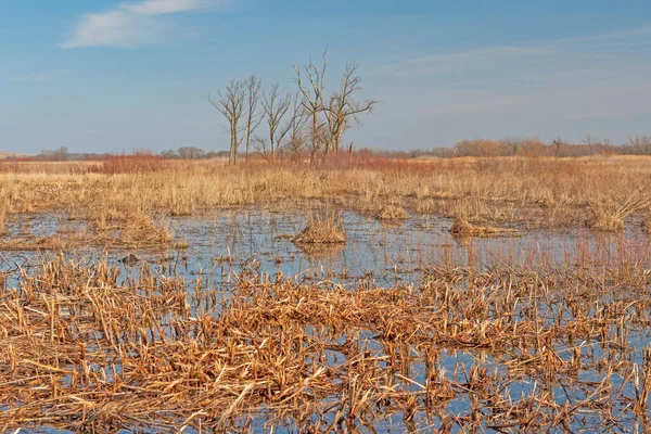 Våtmark Tallgrass Prairie Midewin National Tallgrass Prairie Illinois — Stockfoto