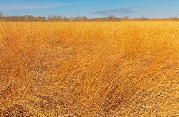 Midden Het Tallgrass Prairie Midewin National Tallgrass Prairie Illinois — Stockfoto