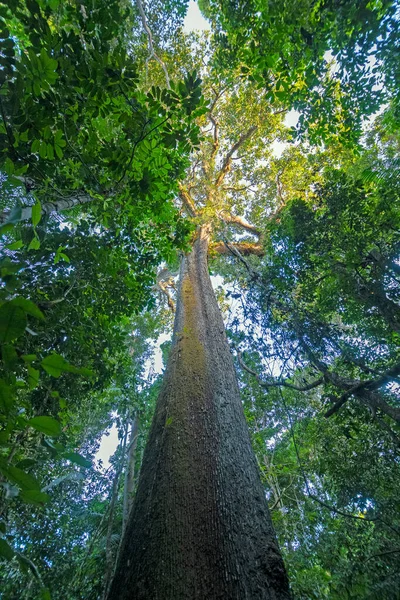 Antiguo Árbol Nueces Brasil Selva Amazónica Cerca Alta Floresta Brasil — Foto de Stock