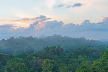 Brezilya, Alta Floresta yakınlarındaki Amazon Yağmur Ormanlarından Sabah Buğusu Yükseliyor