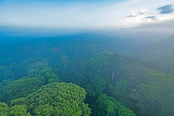 Olhando Para Baixo Floresta Amazônica Canopy Manhã Névoa Perto Alta — Fotografia de Stock