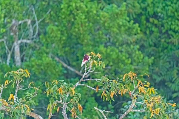 Pompadour Cotinga Albero Della Foresta Pluviale Amazzonica Vicino Alta Floresta — Foto Stock