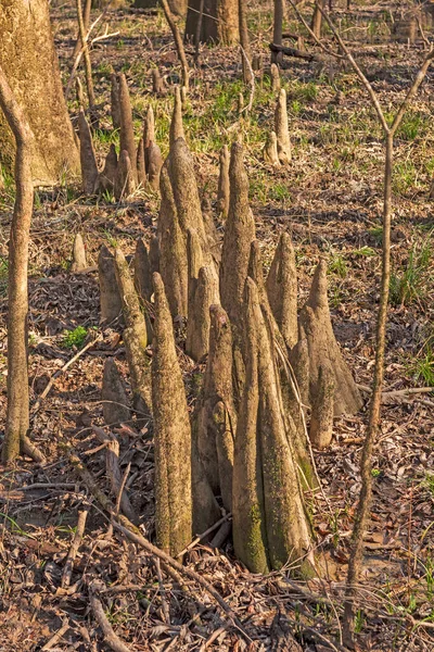 Cypress Knees Dry Season Congaree National Park South Carolina — Stock Photo, Image