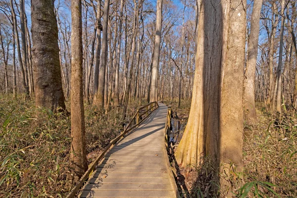 Boardwalk Genom Nederländsk Skog Congaree Nationalpark South Carolina — Stockfoto