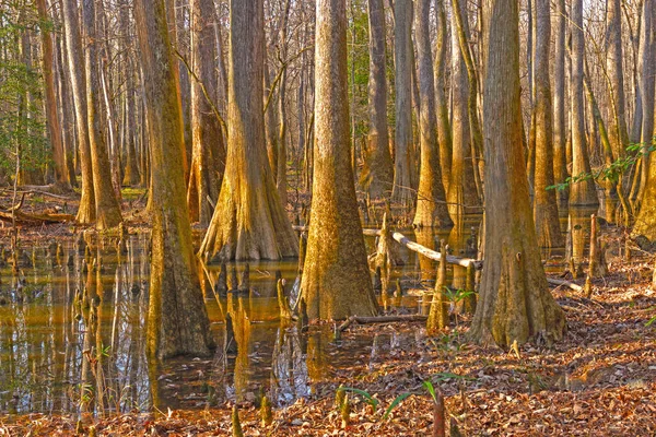 Tät Tillväxt Bottenskog Congaree Nationalpark South Carolina — Stockfoto