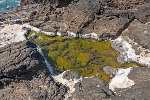 Solblekt Havsgräs Runt Tidvattenspool Vid Cape Perpetua Oregons Kust — Stockfoto