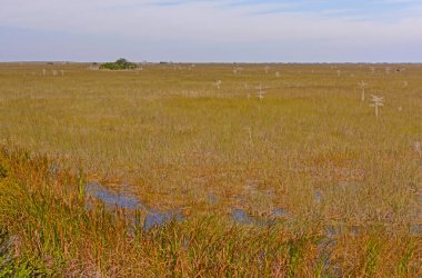Güney Florida 'da, Everglades' te otlak arazisi