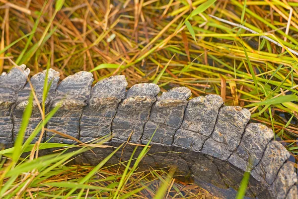 Detalhes Uma Cauda Jacaré Nos Everglades Flórida — Fotografia de Stock