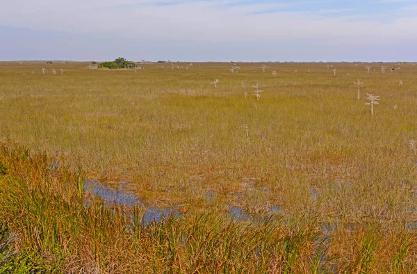 佛罗里达州南部沼泽地的草质湿地 — 图库照片