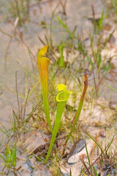 Pale Pitcher Plant Rosnące Texas Wetland Big Thicker National Preserve — Zdjęcie stockowe