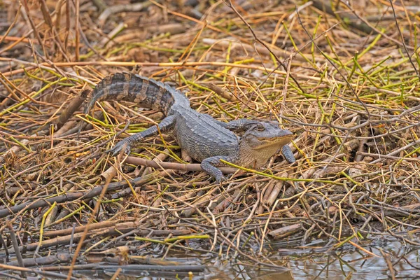 Alligator Beobachtet Anahuac National Wildlife Refugium Texas Den Sumpf Nach — Stockfoto