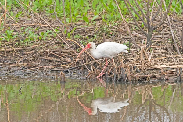 Witte Ibis Zoek Naar Voedsel Een Wetland Bank Anahuac National — Stockfoto