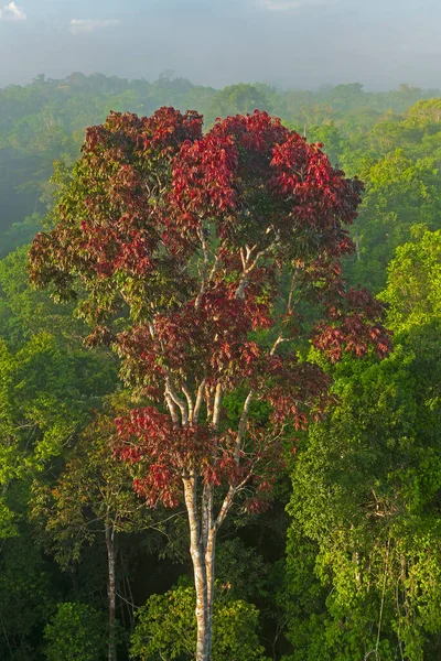 Árbol Distintivo Hojas Rojas Dosel Selva Amazónica Cerca Alta Floresta —  Fotos de Stock