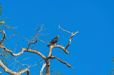 Büyük Sarı Saçlı Akbaba Alta Floresta Brezilya yakınlarındaki bir yağmur ormanında