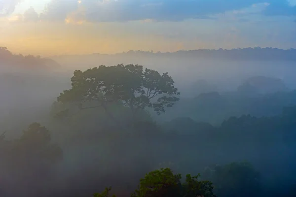 브라질 레스타 근처의 우림의 실루엣 나무들 — 스톡 사진